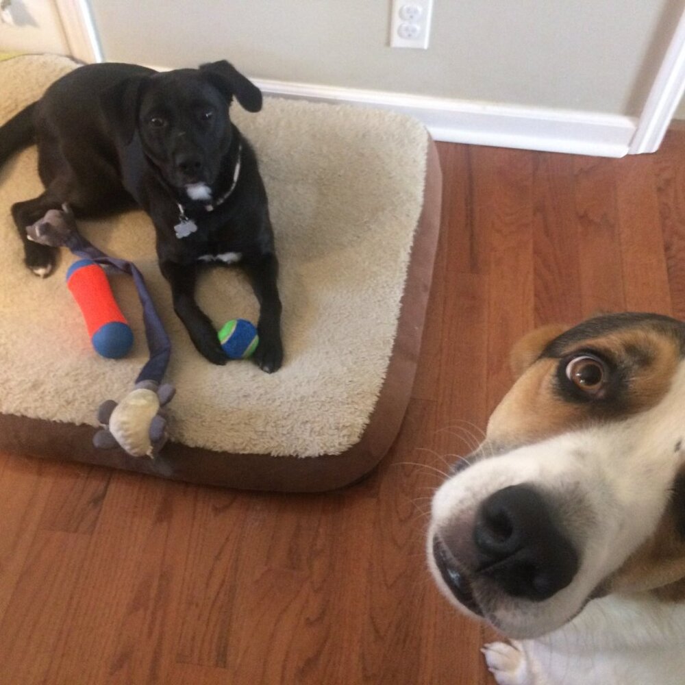 Meet your Posher, Lisa